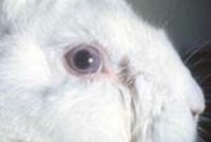 traenendes auge kaninchen