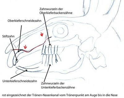 querschnitt traenennasenkanal kaninchen