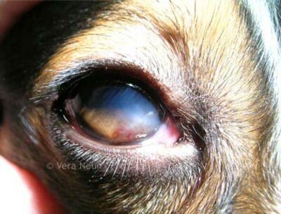 hornhauttruebung schaeferhundkeratitis