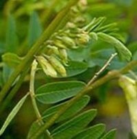 Radix Astragali