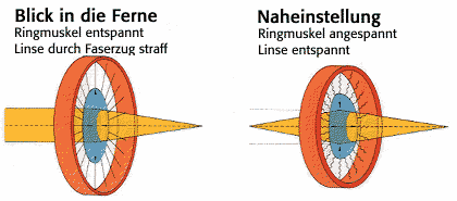 ringmuskel entspannt angespannt
